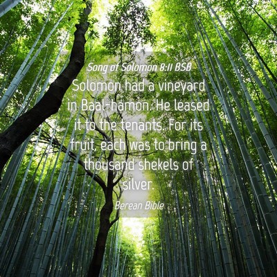 Picture 04 - Song of Solomon 8:11 BSB - Solomon had a vineyard in Baal-hamon. He leased - Bible Verse Picture