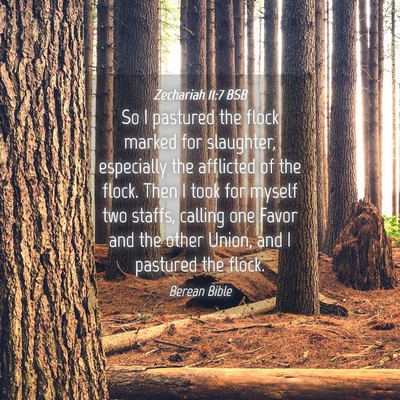 Picture 04 - Zechariah 11:7 BSB - So I pastured the flock marked for slaughter, - Bible Verse Picture