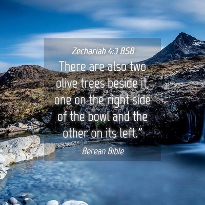 Picture 04 - Zechariah 4:3 BSB - There are also two olive trees beside it, one on - Bible Verse Picture