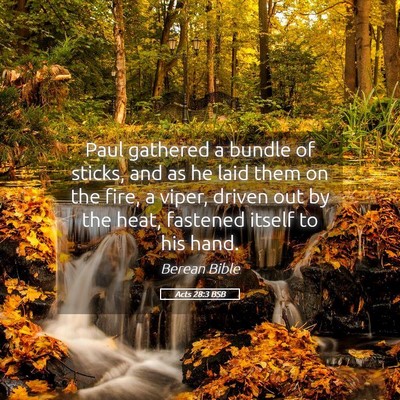Picture 05 - Acts 28:3 BSB - Paul gathered a bundle of sticks, and as he laid - Bible Verse Picture