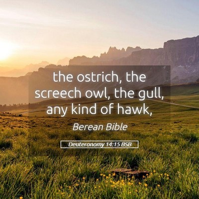 Picture 05 - Deuteronomy 14:15 BSB - the ostrich, the screech owl, the gull, any kind - Bible Verse Picture