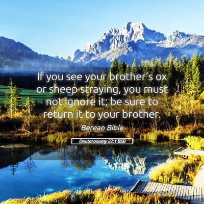 Picture 05 - Deuteronomy 22:1 BSB - If you see your brother’s ox or sheep straying, - Bible Verse Picture