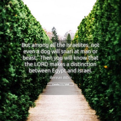 Picture 05 - Exodus 11:7 BSB - But among all the Israelites, not even a dog will - Bible Verse Picture