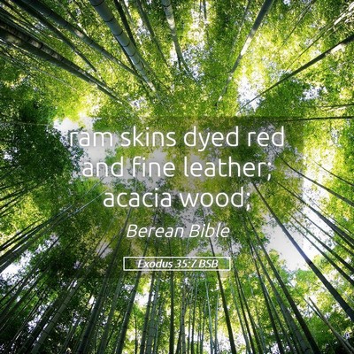 Picture 05 - Exodus 35:7 BSB - ram skins dyed red and fine leather; acacia - Bible Verse Picture
