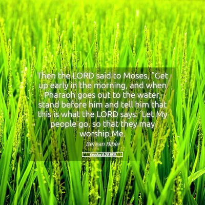 Picture 05 - Exodus 8:20 BSB - Then the LORD said to Moses, “Get up early in - Bible Verse Picture