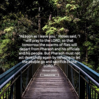 Picture 05 - Exodus 8:29 BSB - “As soon as I leave you,” Moses said, “I - Bible Verse Picture