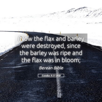 Picture 05 - Exodus 9:31 BSB - (Now the flax and barley were destroyed, since - Bible Verse Picture