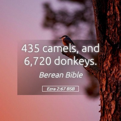 Picture 05 - Ezra 2:67 BSB - 435 camels, and 6,720 - Bible Verse Picture