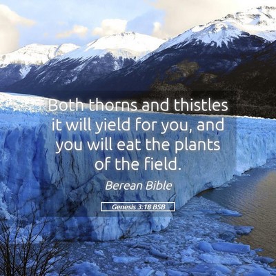 Picture 05 - Genesis 3:18 BSB - Both thorns and thistles it will yield for you, - Bible Verse Picture