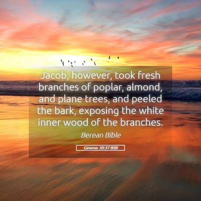 Picture 05 - Genesis 30:37 BSB - Jacob, however, took fresh branches of poplar, - Bible Verse Picture