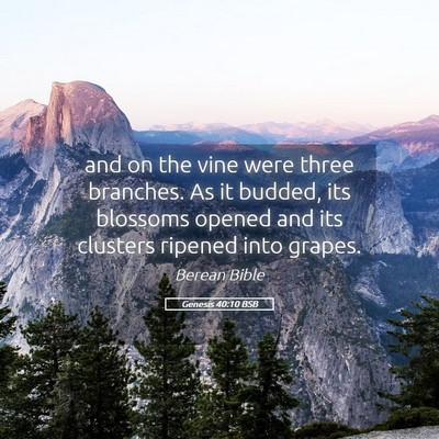 Picture 05 - Genesis 40:10 BSB - and on the vine were three branches. As it - Bible Verse Picture