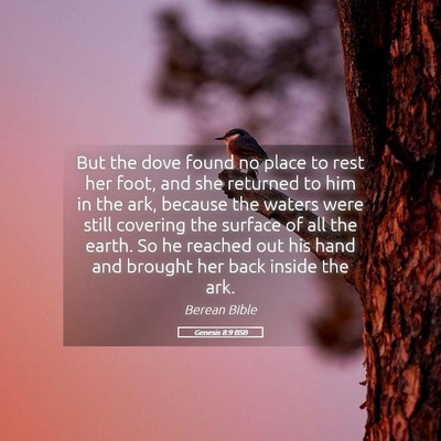 Picture 05 - Genesis 8:9 BSB - But the dove found no place to rest her foot, and - Bible Verse Picture