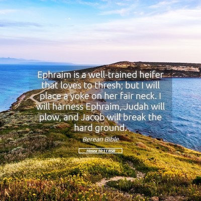 Picture 05 - Hosea 10:11 BSB - Ephraim is a well-trained heifer that loves to - Bible Verse Picture