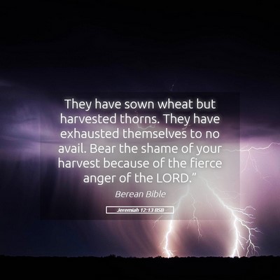 Picture 05 - Jeremiah 12:13 BSB - They have sown wheat but harvested thorns. They - Bible Verse Picture