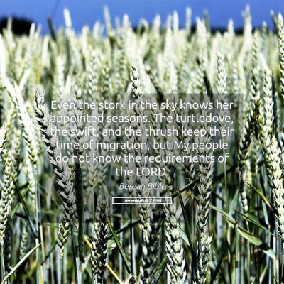 Picture 05 - Jeremiah 8:7 BSB - Even the stork in the sky knows her appointed - Bible Verse Picture