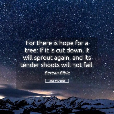 Picture 05 - Job 14:7 BSB - For there is hope for a tree: If it is cut down, - Bible Verse Picture