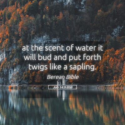 Picture 05 - Job 14:9 BSB - at the scent of water it will bud and put forth - Bible Verse Picture