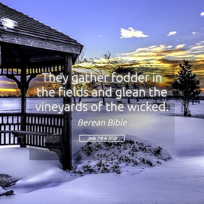 Picture 05 - Job 24:6 BSB - They gather fodder in the fields and glean the - Bible Verse Picture