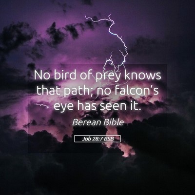 Picture 05 - Job 28:7 BSB - No bird of prey knows that path; no falcon’s - Bible Verse Picture