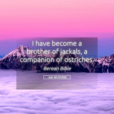 Picture 05 - Job 30:29 BSB - I have become a brother of jackals, a companion - Bible Verse Picture
