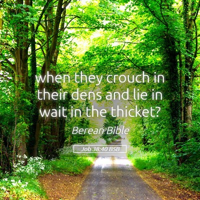 Picture 05 - Job 38:40 BSB - when they crouch in their dens and lie in wait in - Bible Verse Picture