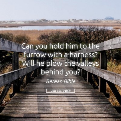 Picture 05 - Job 39:10 BSB - Can you hold him to the furrow with a harness? - Bible Verse Picture