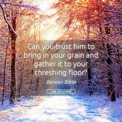 Picture 05 - Job 39:12 BSB - Can you trust him to bring in your grain and - Bible Verse Picture