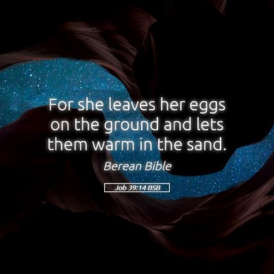 Picture 05 - Job 39:14 BSB - For she leaves her eggs on the ground and lets - Bible Verse Picture