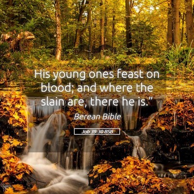 Picture 05 - Job 39:30 BSB - His young ones feast on blood; and where the - Bible Verse Picture