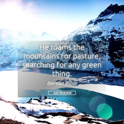 Picture 05 - Job 39:8 BSB - He roams the mountains for pasture, searching for - Bible Verse Picture