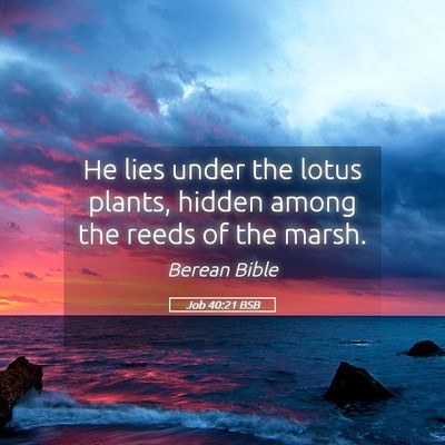 Picture 05 - Job 40:21 BSB - He lies under the lotus plants, hidden among the - Bible Verse Picture