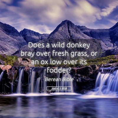 Picture 05 - Job 6:5 BSB - Does a wild donkey bray over fresh grass, or an - Bible Verse Picture