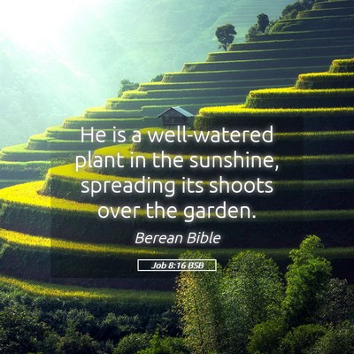 Picture 05 - Job 8:16 BSB - He is a well-watered plant in the sunshine, - Bible Verse Picture