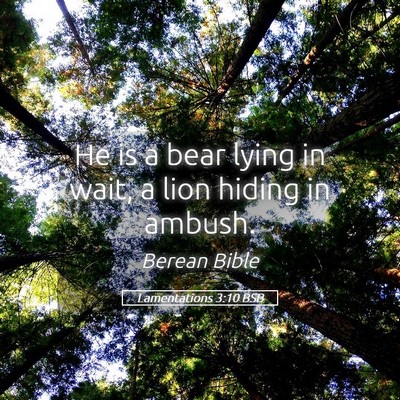 Picture 05 - Lamentations 3:10 BSB - He is a bear lying in wait, a lion hiding in - Bible Verse Picture