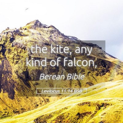 Picture 05 - Leviticus 11:14 BSB - the kite, any kind of - Bible Verse Picture