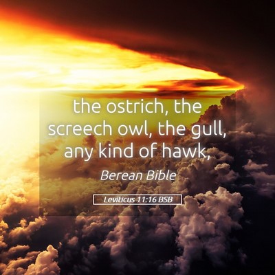 Picture 05 - Leviticus 11:16 BSB - the ostrich, the screech owl, the gull, any kind - Bible Verse Picture