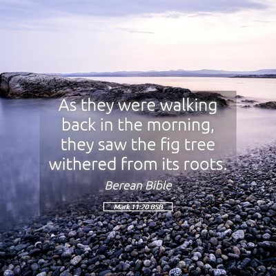 Picture 05 - Mark 11:20 BSB - As they were walking back in the morning, they - Bible Verse Picture