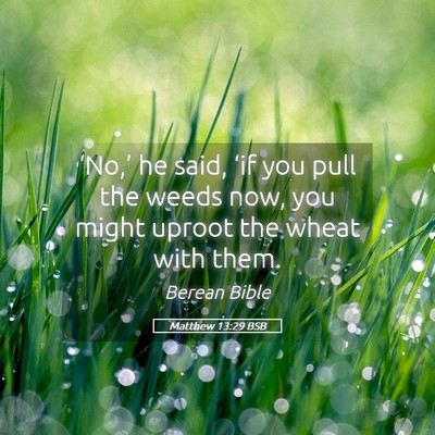 Picture 05 - Matthew 13:29 BSB - ‘No,’ he said, ‘if you pull the weeds now, - Bible Verse Picture
