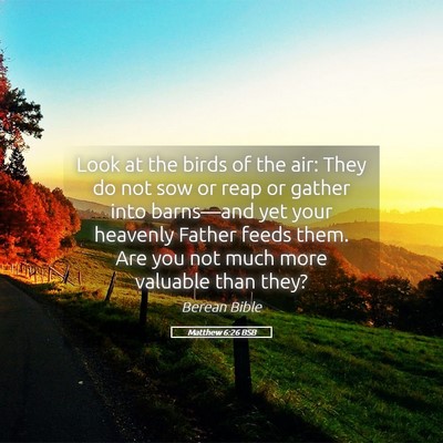 Picture 05 - Matthew 6:26 BSB - Look at the birds of the air: They do not sow or - Bible Verse Picture