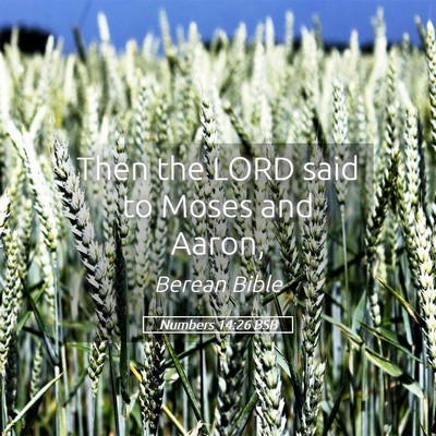 Picture 05 - Numbers 14:26 BSB - Then the LORD said to Moses and - Bible Verse Picture