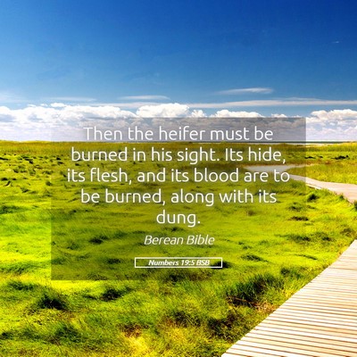 Picture 05 - Numbers 19:5 BSB - Then the heifer must be burned in his sight. Its - Bible Verse Picture