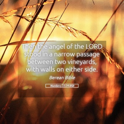 Picture 05 - Numbers 22:24 BSB - Then the angel of the LORD stood in a narrow - Bible Verse Picture