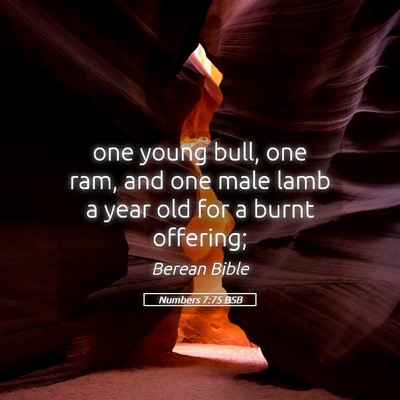 Picture 05 - Numbers 7:75 BSB - one young bull, one ram, and one male lamb a year - Bible Verse Picture
