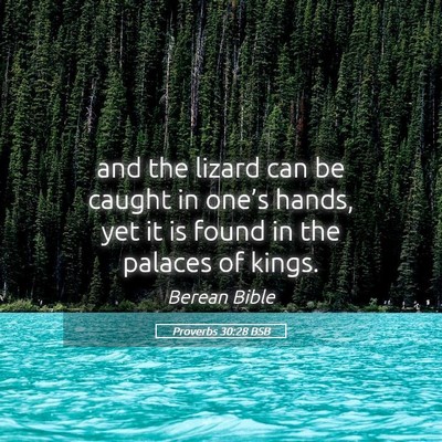 Picture 05 - Proverbs 30:28 BSB - and the lizard can be caught in one’s hands, - Bible Verse Picture