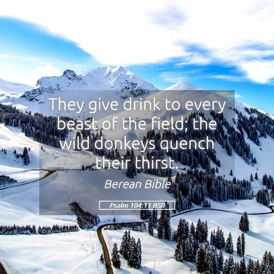 Picture 05 - Psalm 104:11 BSB - They give drink to every beast of the field; the - Bible Verse Picture