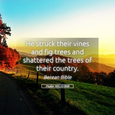 Picture 05 - Psalm 105:33 BSB - He struck their vines and fig trees and shattered - Bible Verse Picture