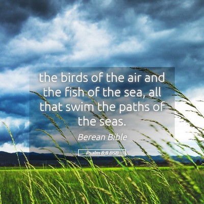Picture 05 - Psalm 8:8 BSB - the birds of the air and the fish of the sea, all - Bible Verse Picture