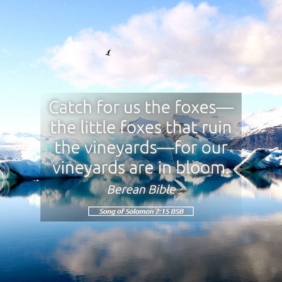 Picture 05 - Song of Solomon 2:15 BSB - Catch for us the foxes—the little foxes that - Bible Verse Picture