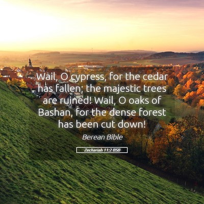 Picture 05 - Zechariah 11:2 BSB - Wail, O cypress, for the cedar has fallen; the - Bible Verse Picture