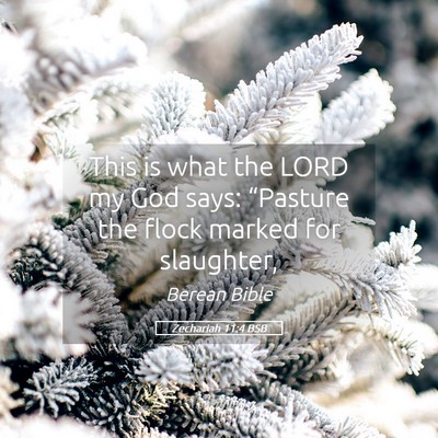 Picture 05 - Zechariah 11:4 BSB - This is what the LORD my God says: “Pasture the - Bible Verse Picture